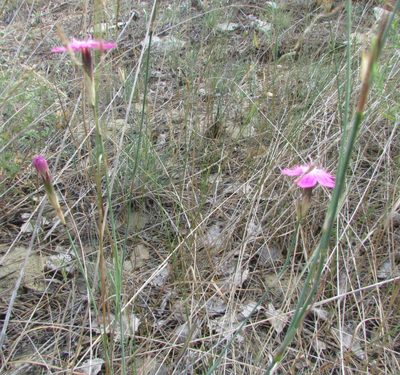 Dianthus borbasii, photographed by Татьяна Горбушина