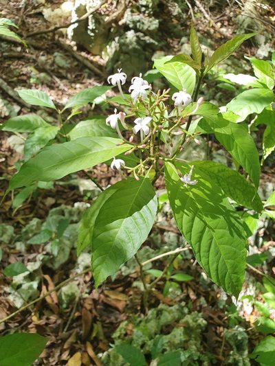 Palicourea domingensis, photographed by Yolanda M. Leon