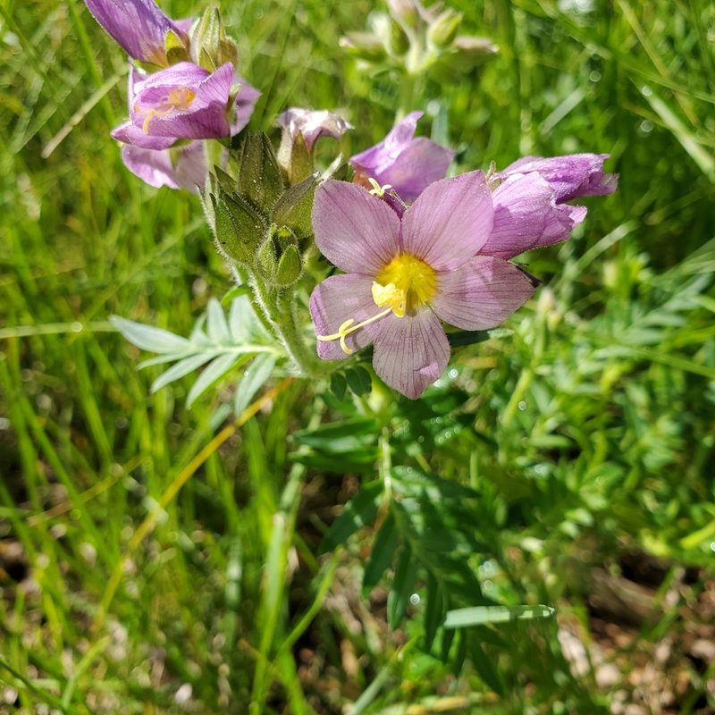 Polemonium apachianum, photographed by Laura Gaudette