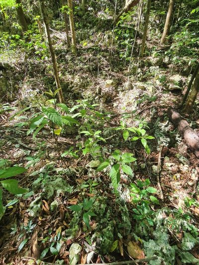 Palicourea domingensis, photographed by Yolanda M. Leon