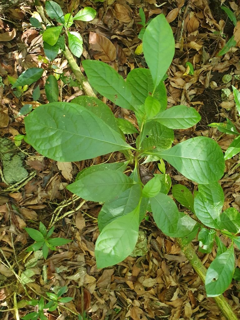 Picardaea cubensis, photographed by Yolanda M. Leon