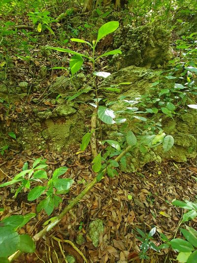 Picardaea cubensis, photographed by Yolanda M. Leon