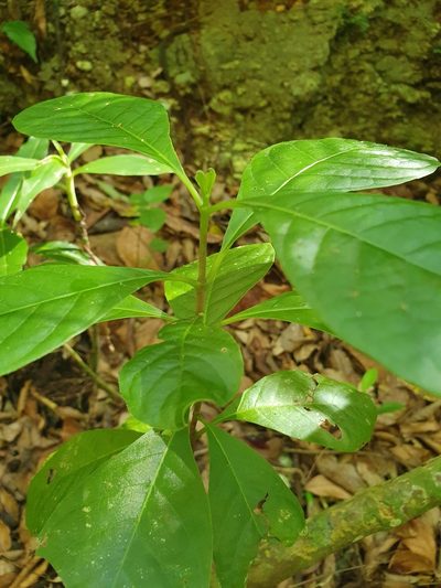 Picardaea cubensis, photographed by Yolanda M. Leon