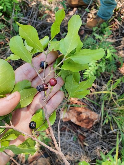 Krugiodendron ferreum, photographed by Yolanda M. Leon