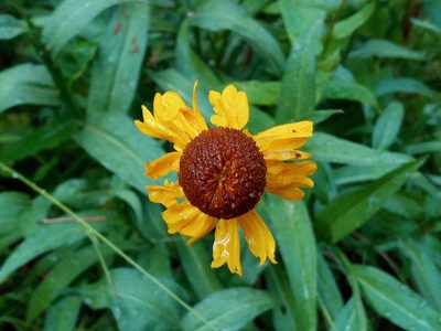 Helenium bigelovii, photographed by Daniel S.