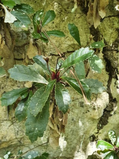 Gesneria tuberifera, photographed by Yolanda M. Leon