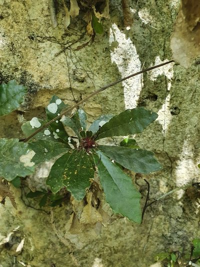 Gesneria tuberifera, photographed by Yolanda M. Leon