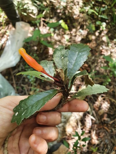 Gesneria tuberifera, photographed by Yolanda M. Leon