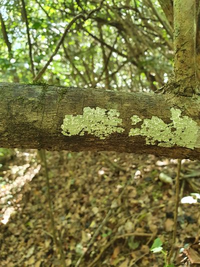 Coccoloba costata, photographed by Yolanda M. Leon