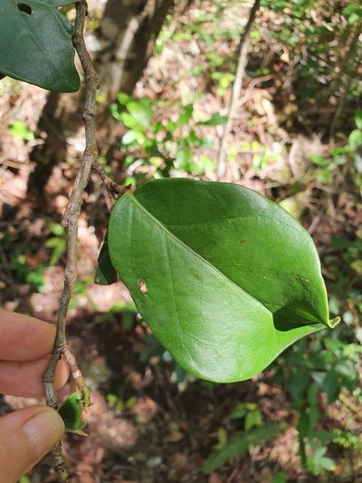 Coccoloba costata, photographed by Yolanda M. Leon