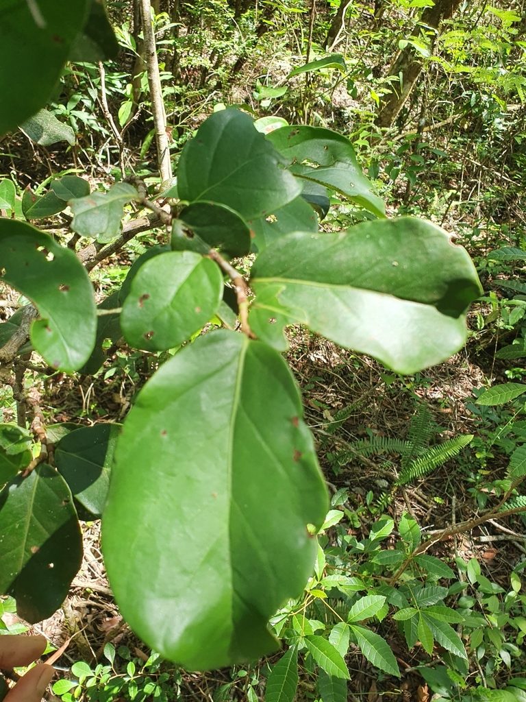 Coccoloba costata, photographed by Yolanda M. Leon