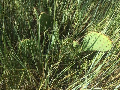 Opuntia cymochila, photographed by Daniel Atha