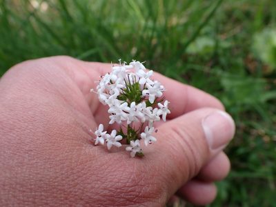 Valeriana capitata, photographed by Matt Muir