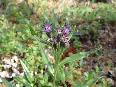 Saussurea angustifolia, photographed by Matt Muir
