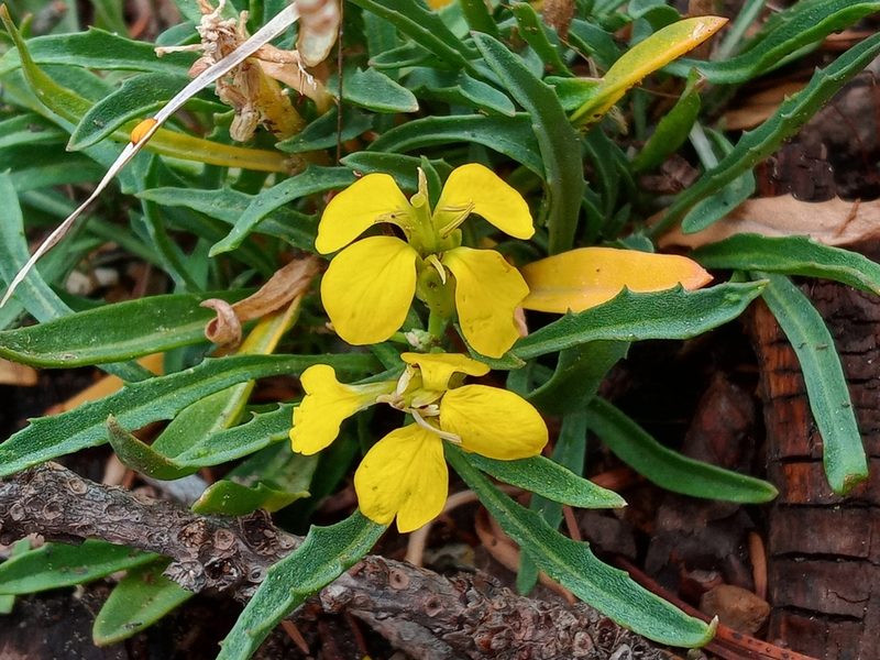 Erysimum perenne, photographed by Daniel S.