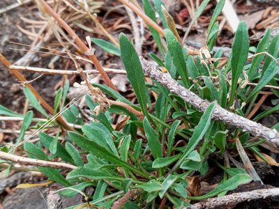 Erysimum perenne, photographed by Daniel S.