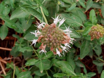 Monardella odoratissima, photographed by Daniel S.