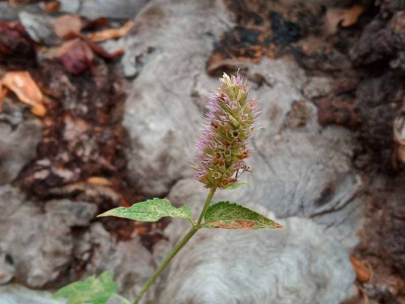Agastache urticifolia, photographed by Daniel S.