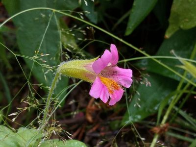 Erythranthe erubescens