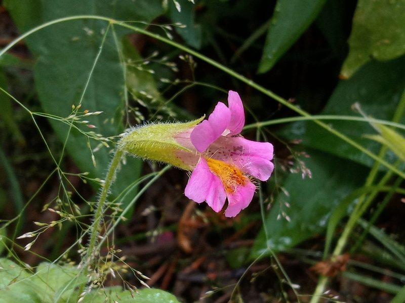 Erythranthe erubescens, photographed by Daniel S.