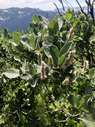 Salix commutata, photographed by Kieran Hanrahan