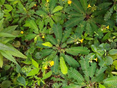 Biophytum sensitivum, photographed by Navaneeth Sini George