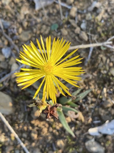 Bergeranthus multiceps, photographed by Dave U