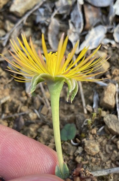 Bergeranthus multiceps, photographed by Dave U