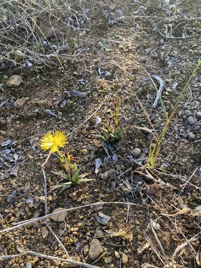 Bergeranthus multiceps, photographed by Dave U