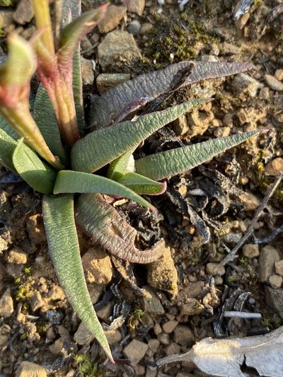Bergeranthus multiceps, photographed by Dave U