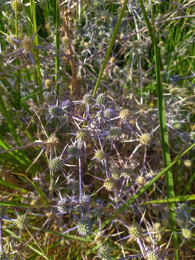 Eryngium creticum, photographed by George Papademetriou