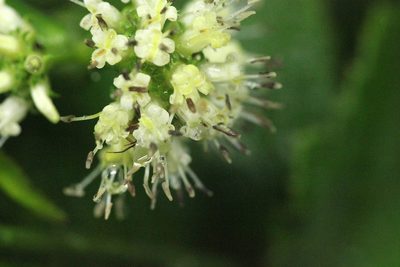 Dimetia hedyotidea, photographed by Agnes Trekker