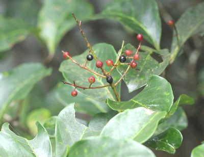 Viburnum odoratissimum, photographed by Agnes Trekker