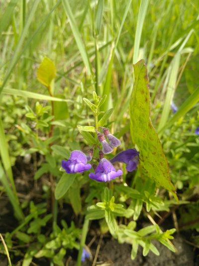 Scutellaria scordiifolia, photographed by undomiel