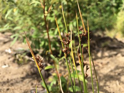 Juncus castaneus