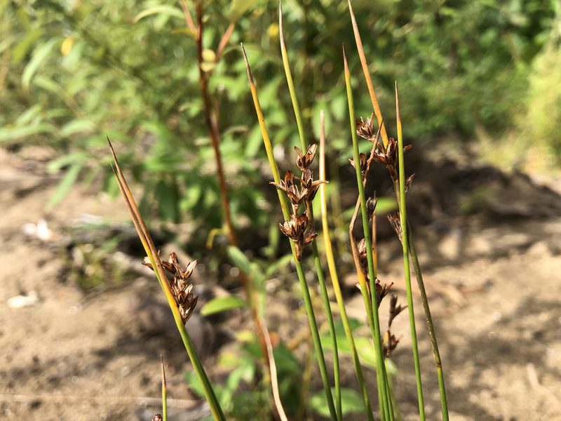 Juncus castaneus, photographed by Jason Grant