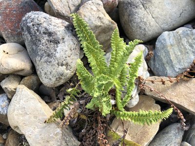 Dryopteris fragrans, photographed by Jason Grant