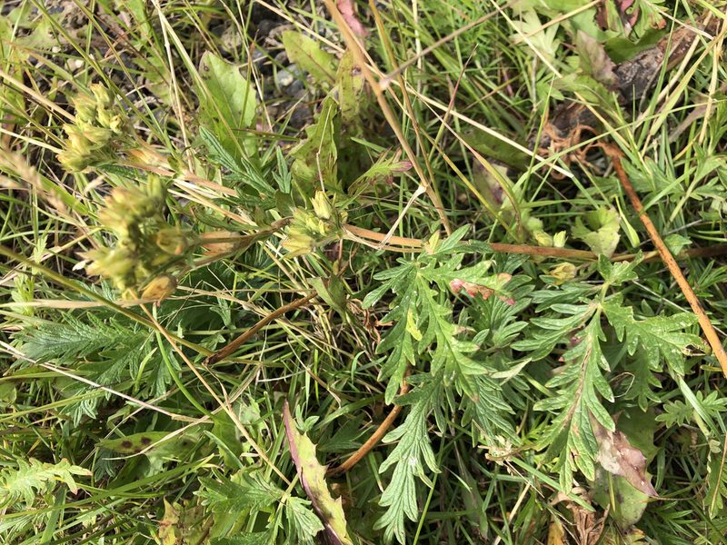 Potentilla litoralis, photographed by Jason Grant