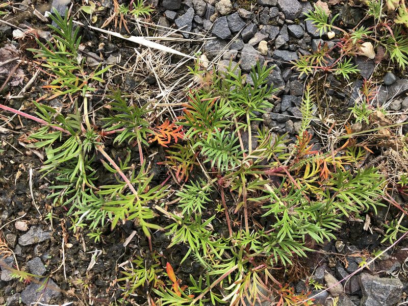 Potentilla bimundorum, photographed by Jason Grant