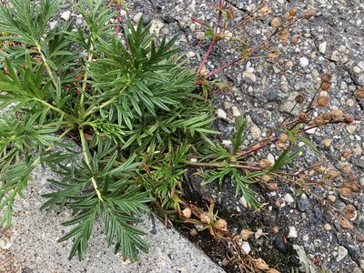 Potentilla bimundorum, photographed by Jason Grant
