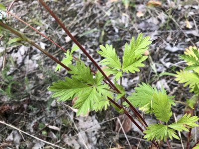 Potentilla gracilis, photographed by Jason Grant