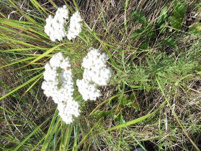Achillea nobilis, photographed by Силаева Татьяна Борисовна