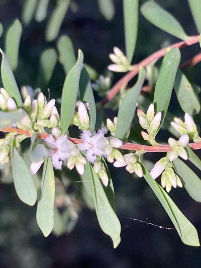 Styphelia mutica, photographed by prossington