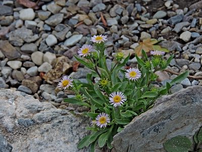 Erigeron nivalis, photographed by Jacy Chen