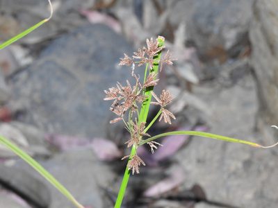 Cyperus longus, photographed by Duarte Frade