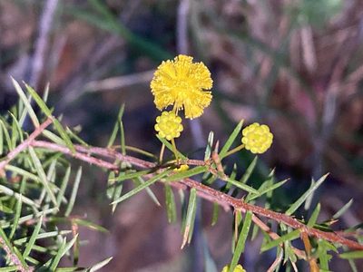 Acacia brownii, photographed by prossington