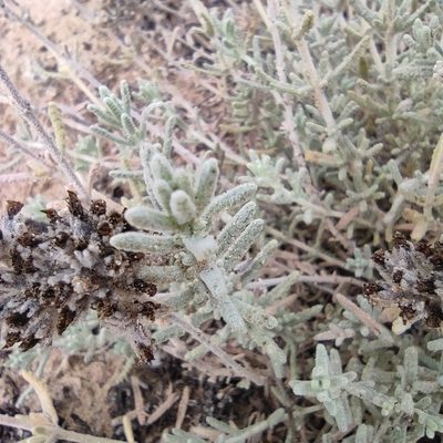 Teucrium dunense, photographed by Daniel Heras González