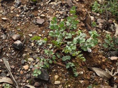 Pimpinella villosa, photographed by Duarte Frade