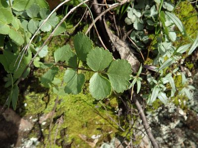 Pimpinella villosa, photographed by Duarte Frade