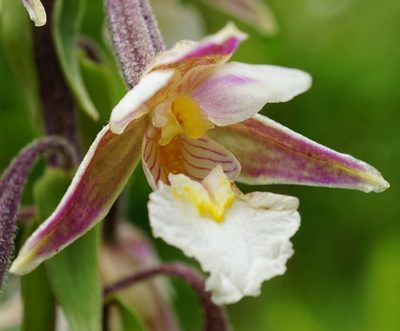 Epipactis palustris, photographed by Patrick Hacker